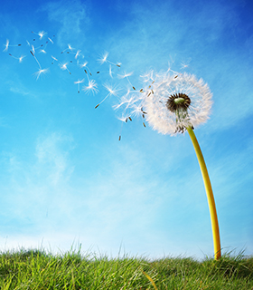 dandelion on a field