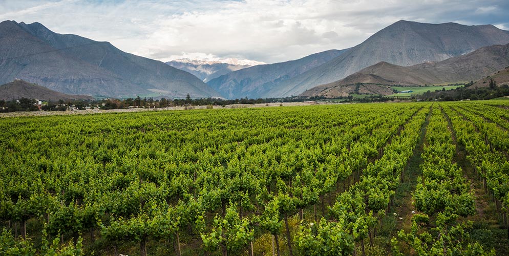 vineyard in front of a mountain range