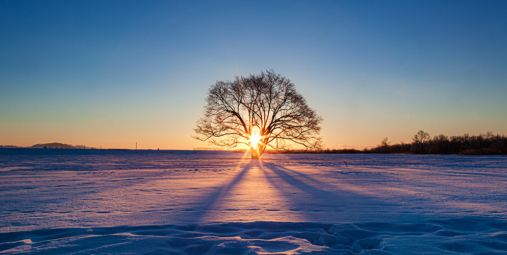 fresh snow, big tree