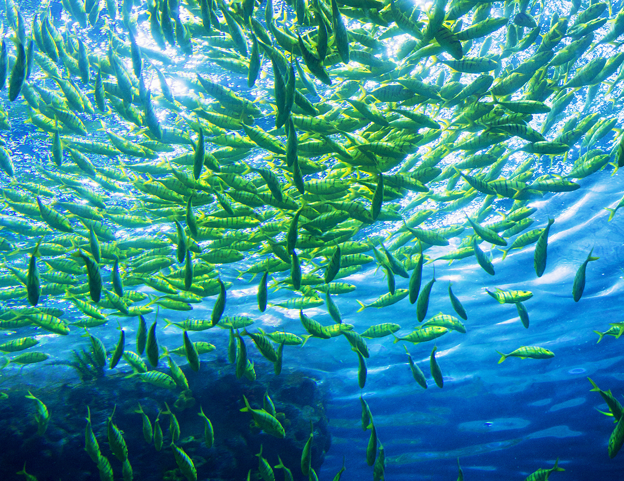 school of fish